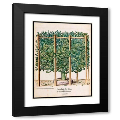 Ficus Black Modern Wood Framed Art Print with Double Matting by Besler, Basilius