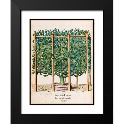Ficus Black Modern Wood Framed Art Print with Double Matting by Besler, Basilius