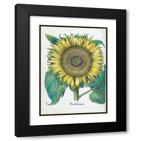 Sunflower Black Modern Wood Framed Art Print with Double Matting by Besler, Basilius