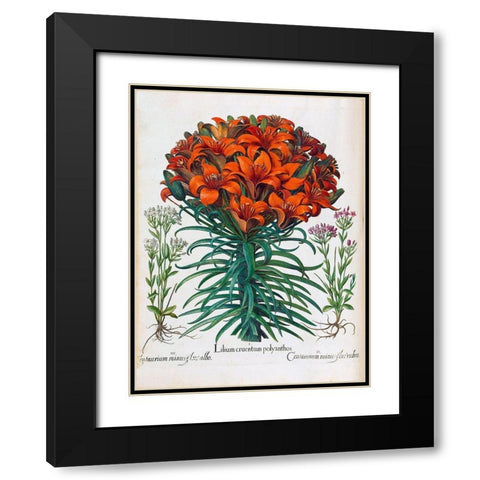 Lily, Polyanthus Black Modern Wood Framed Art Print with Double Matting by Besler, Basilius