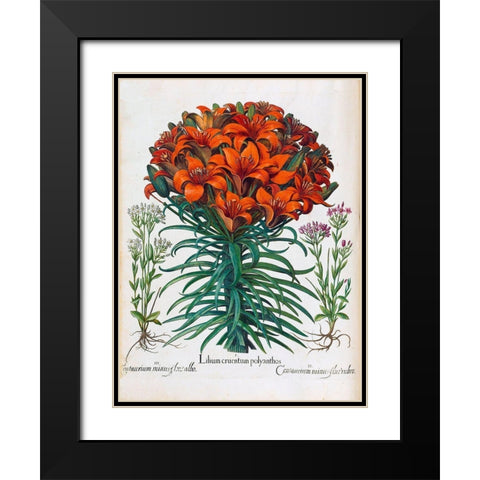 Lily, Polyanthus Black Modern Wood Framed Art Print with Double Matting by Besler, Basilius