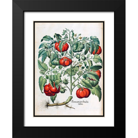 Tomato Black Modern Wood Framed Art Print with Double Matting by Besler, Basilius