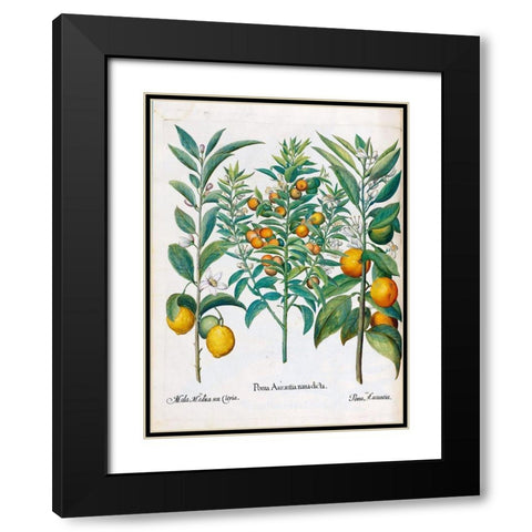 Orange, Lemons Black Modern Wood Framed Art Print with Double Matting by Besler, Basilius