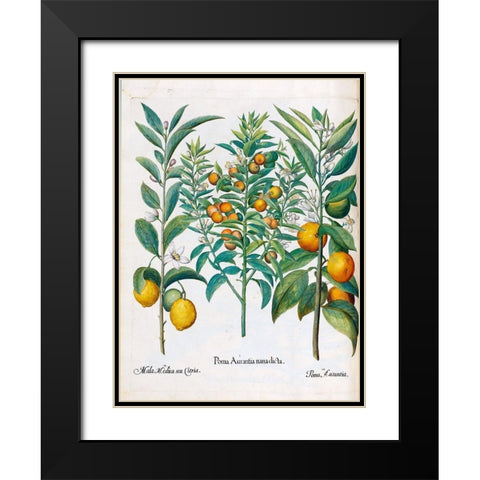Orange, Lemons Black Modern Wood Framed Art Print with Double Matting by Besler, Basilius