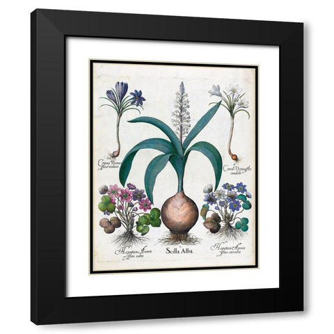 Crocus, Alba and Hepatica Black Modern Wood Framed Art Print with Double Matting by Besler, Basilius