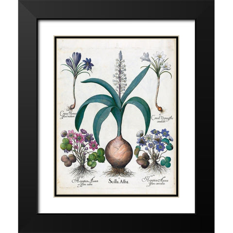 Crocus, Alba and Hepatica Black Modern Wood Framed Art Print with Double Matting by Besler, Basilius