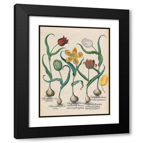Tulips Black Modern Wood Framed Art Print with Double Matting by Besler, Basilius