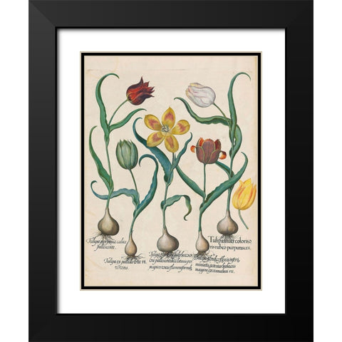 Tulips Black Modern Wood Framed Art Print with Double Matting by Besler, Basilius