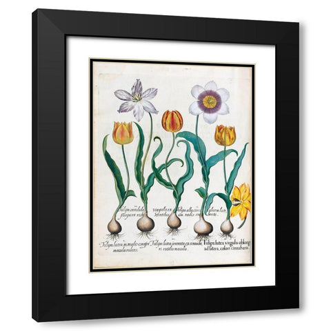 Tullips Black Modern Wood Framed Art Print with Double Matting by Besler, Basilius