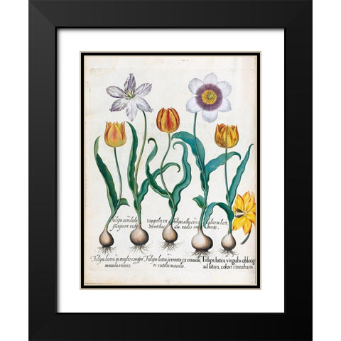 Tullips Black Modern Wood Framed Art Print with Double Matting by Besler, Basilius