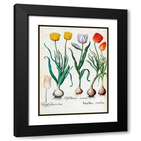 Tulips Black Modern Wood Framed Art Print with Double Matting by Besler, Basilius