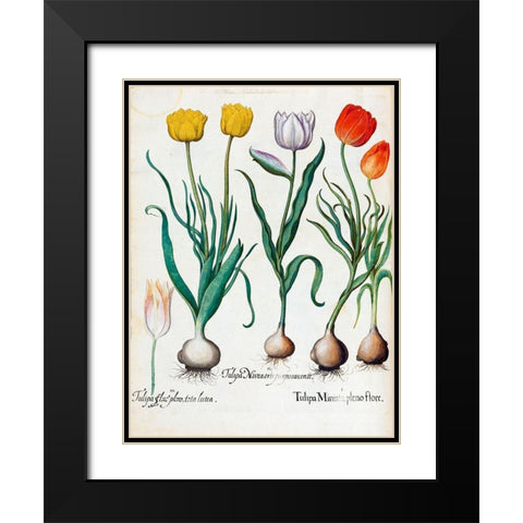 Tulips Black Modern Wood Framed Art Print with Double Matting by Besler, Basilius