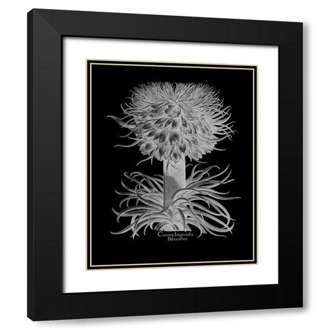 Corona Imperialis Polyanthos Black Modern Wood Framed Art Print with Double Matting by Besler, Basilius