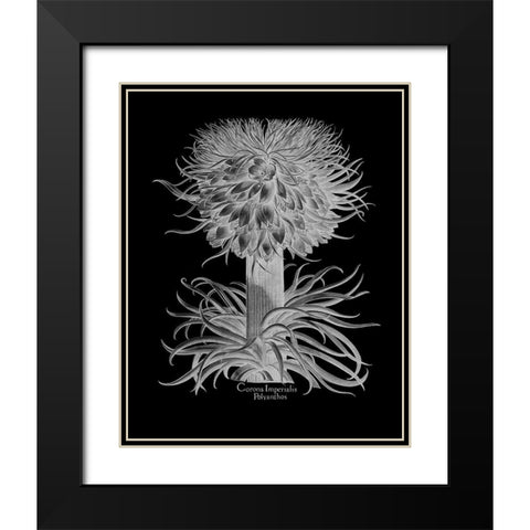 Corona Imperialis Polyanthos Black Modern Wood Framed Art Print with Double Matting by Besler, Basilius