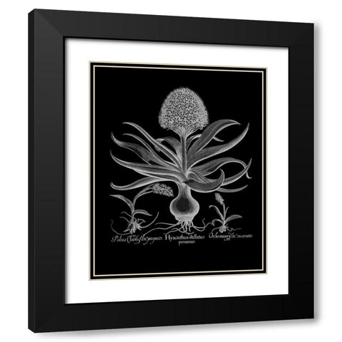Hyacinthus Black Modern Wood Framed Art Print with Double Matting by Besler, Basilius