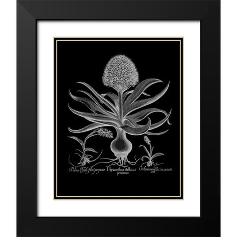 Hyacinthus Black Modern Wood Framed Art Print with Double Matting by Besler, Basilius