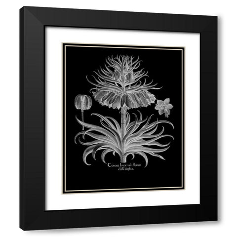 Corona Imperialis Florum Black Modern Wood Framed Art Print with Double Matting by Besler, Basilius