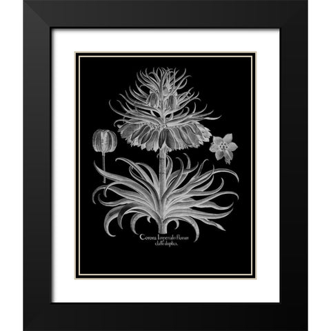 Corona Imperialis Florum Black Modern Wood Framed Art Print with Double Matting by Besler, Basilius
