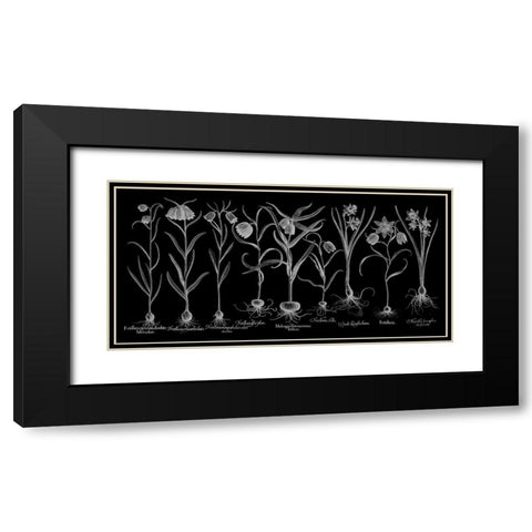 Fritillariae Black Modern Wood Framed Art Print with Double Matting by Besler, Basilius