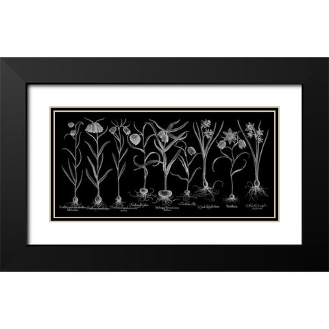 Fritillariae Black Modern Wood Framed Art Print with Double Matting by Besler, Basilius