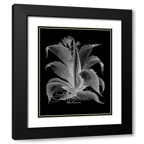 Aloe Americana Black Modern Wood Framed Art Print with Double Matting by Besler, Basilius