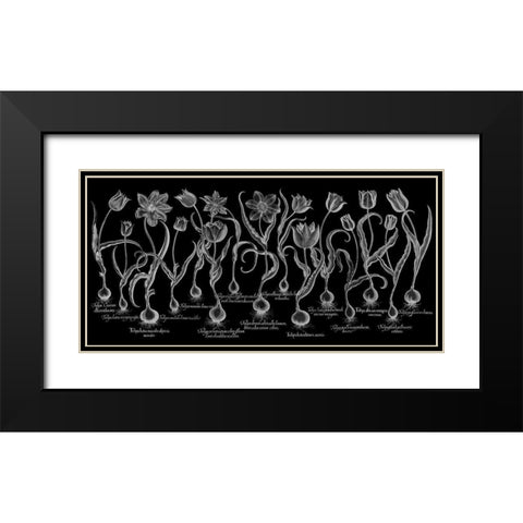 Tulipa Black Modern Wood Framed Art Print with Double Matting by Besler, Basilius