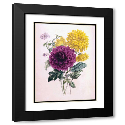 Chrysanthemum Black Modern Wood Framed Art Print with Double Matting by Andrews, James