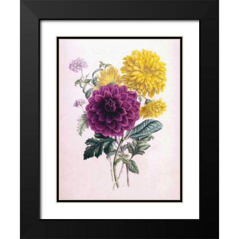 Chrysanthemum Black Modern Wood Framed Art Print with Double Matting by Andrews, James