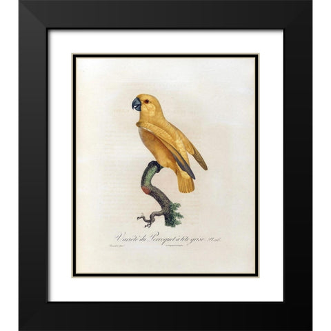 Variete du Perroquet a tete grise Black Modern Wood Framed Art Print with Double Matting by Barraband, Jacques