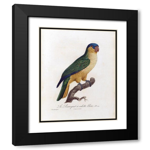 Le Perroquet a calotte bleu Black Modern Wood Framed Art Print with Double Matting by Barraband, Jacques