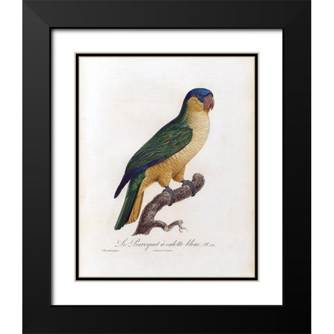 Le Perroquet a calotte bleu Black Modern Wood Framed Art Print with Double Matting by Barraband, Jacques