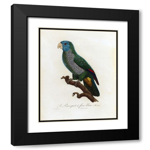 Le Perroquet a face bleu Black Modern Wood Framed Art Print with Double Matting by Barraband, Jacques