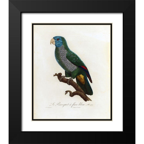 Le Perroquet a face bleu Black Modern Wood Framed Art Print with Double Matting by Barraband, Jacques