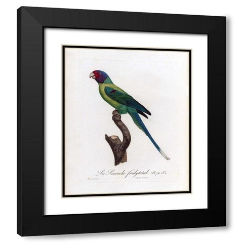 La Perruche, Fridytutah Black Modern Wood Framed Art Print with Double Matting by Barraband, Jacques