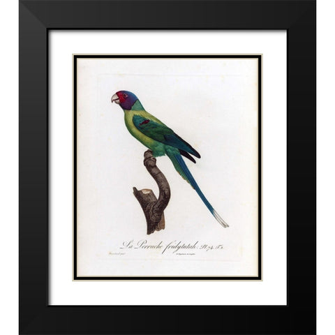 La Perruche, Fridytutah Black Modern Wood Framed Art Print with Double Matting by Barraband, Jacques