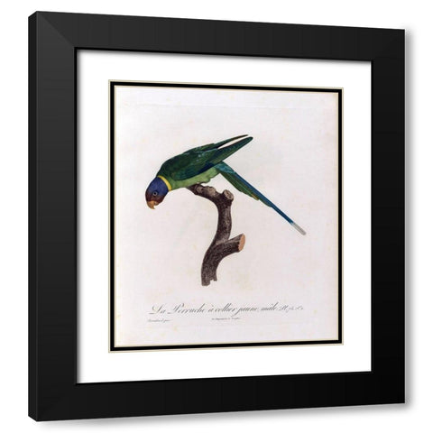 La Perruche a collier Jaune, male Black Modern Wood Framed Art Print with Double Matting by Barraband, Jacques