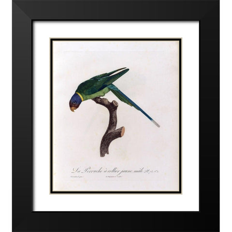 La Perruche a collier Jaune, male Black Modern Wood Framed Art Print with Double Matting by Barraband, Jacques
