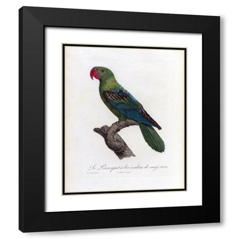 Le Perroquet a bac couleur de sang Black Modern Wood Framed Art Print with Double Matting by Barraband, Jacques