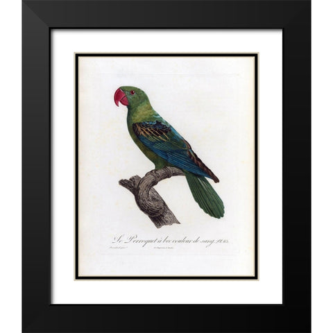 Le Perroquet a bac couleur de sang Black Modern Wood Framed Art Print with Double Matting by Barraband, Jacques