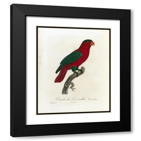 Variete du Lori a collier Black Modern Wood Framed Art Print with Double Matting by Barraband, Jacques