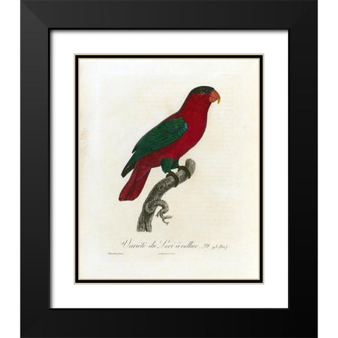 Variete du Lori a collier Black Modern Wood Framed Art Print with Double Matting by Barraband, Jacques