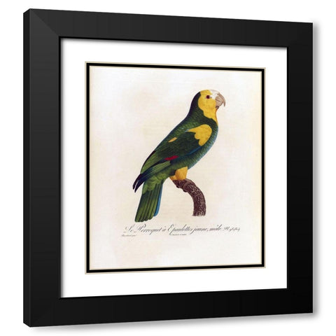 Le Perroquet a Epaulettes jaune, male Black Modern Wood Framed Art Print with Double Matting by Barraband, Jacques