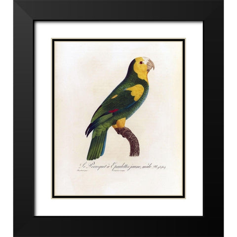 Le Perroquet a Epaulettes jaune, male Black Modern Wood Framed Art Print with Double Matting by Barraband, Jacques