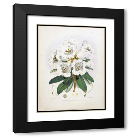 Rhododendron Dalhousiae Black Modern Wood Framed Art Print with Double Matting by Hooker, Joseph Dalton