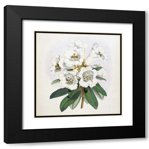 Rhododendron Dalhousiae Flower Black Modern Wood Framed Art Print with Double Matting by Hooker, Joseph Dalton