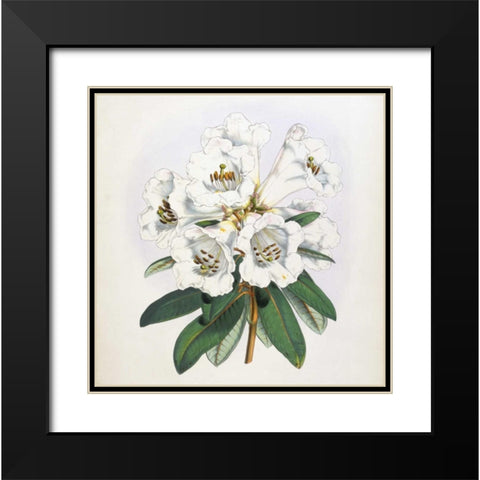 Rhododendron Dalhousiae Flower Black Modern Wood Framed Art Print with Double Matting by Hooker, Joseph Dalton