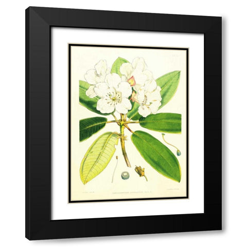 Rhododendron Aucklandii Black Modern Wood Framed Art Print with Double Matting by Hooker, Joseph