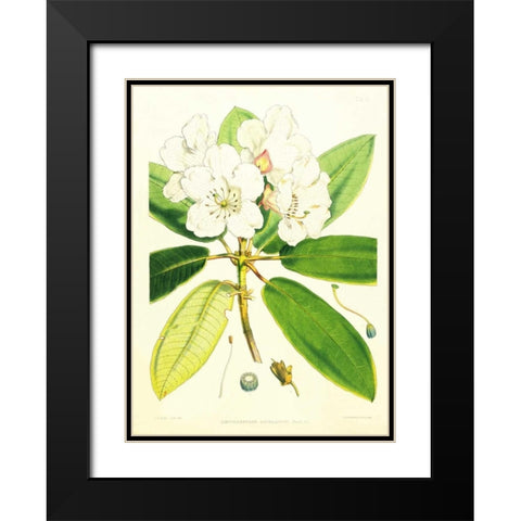 Rhododendron Aucklandii Black Modern Wood Framed Art Print with Double Matting by Hooker, Joseph