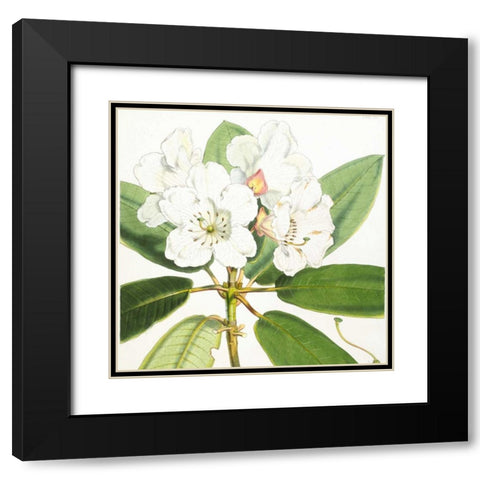 Rhododendron Aucklandii Flower Black Modern Wood Framed Art Print with Double Matting by Hooker, Joseph Dalton
