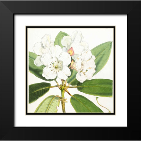 Rhododendron Aucklandii Flower Black Modern Wood Framed Art Print with Double Matting by Hooker, Joseph Dalton
